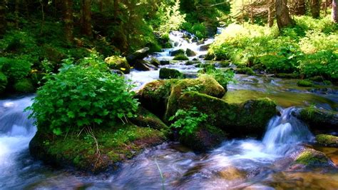 relaxing nature sounds youtube|youtube peaceful forest river.